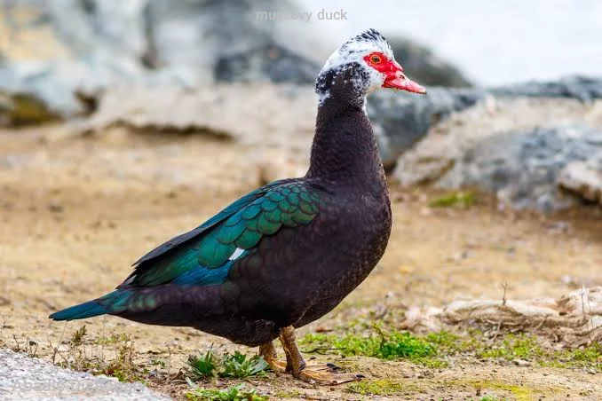 muscovy duck